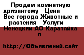 Продам комнатную хризантему › Цена ­ 250 - Все города Животные и растения » Услуги   . Ненецкий АО,Каратайка п.